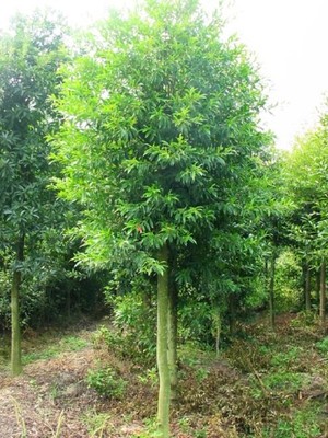 綠化苗木綠化工程圖片