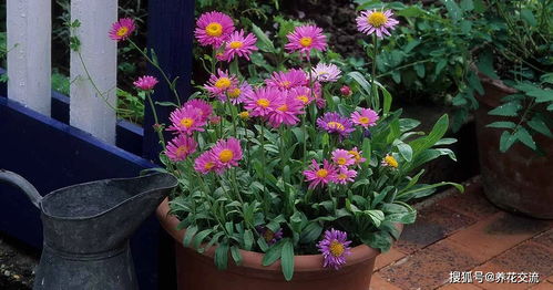 7種適合在秋季栽種的草本花卉,養護成本低,是新手園丁的福音