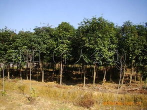 湖南宏盛苗木大量供應6 8公分八月桂花樹歡迎各界人士前來觀苗指導價 湖南宏盛苗木大量供應6 8公分八月桂花樹歡迎各界人士前來觀苗廠商 湖南宏盛苗木大量供應6