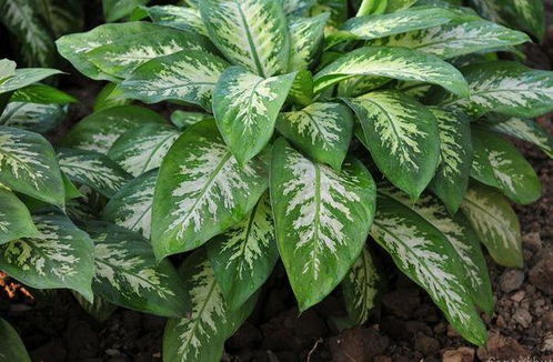 7種最好養的花卉,花色亮麗好打理,控制澆水頻率就能成活