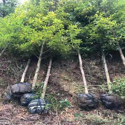 金絲楠木10公分工程苗價(jià)格 金絲楠木杯苗價(jià)格 大量供應(yīng)小葉楨楠 紅成苗木