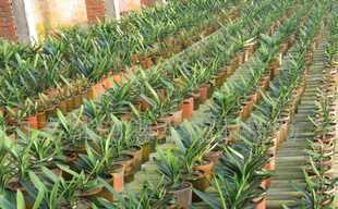 雪松,龍柏,蜀檜,鑫磊苗木_農副產品_世界工廠網中國產品信息庫