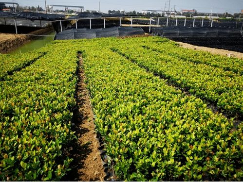 這個3萬畝的花木之鄉(xiāng),畝均年產(chǎn)值竟達(dá)10萬元