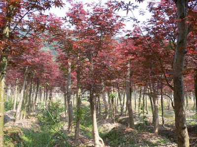 紅楓浙江杭州專業(yè)種植,配送各類蕭山綠化苗木常規(guī)品種-浙江蕭山新街盈中苗木種植場商鋪供應列表-第1頁