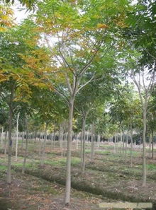 上海無患子苗木銷售 相關信息 上海苗木 上海苗木批發(fā) 上海苗木價格 上海苗木基地