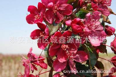 【批發(fā)西府海棠小苗北美海棠苗廠家直銷北美海棠綠化苗木】泰安高新區(qū)誠鑫源苗木基地 - 產(chǎn)品庫