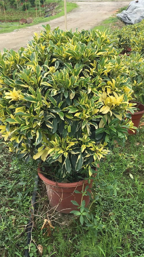 信息交流區no.12 大量苗木供應 求購