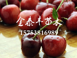 櫻桃苗哪里有 櫻桃苗品種優異