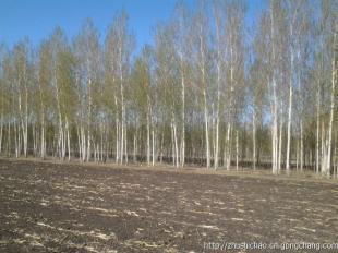 哈爾濱草坪苗木大慶草坪苗木長春草坪苗木_農副產品_世界工廠網