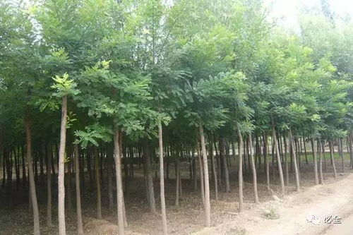 2017年國內(nèi)部分地區(qū)苗木市場情況分析