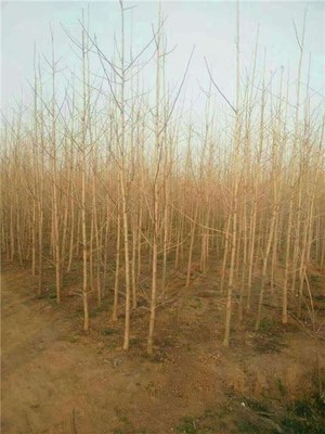 15公分銀杏苗木產(chǎn)品圖片|圖片大全|圖片庫(kù)