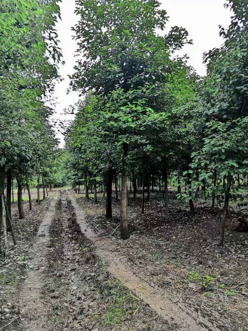 香樟大量批發(fā) 香樟工程苗價(jià)格