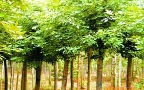 供應(yīng)綠化苗木價(jià)格_供應(yīng)綠化苗木廠家_世界工廠網(wǎng)產(chǎn)品信息庫(kù)