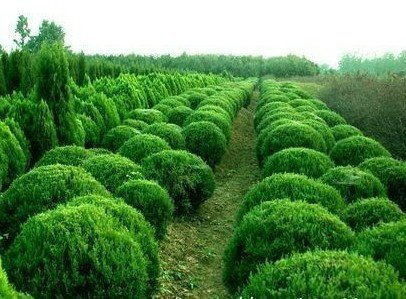 綠化苗木用途 綠化苗木 君誠花卉苗木公司 查看