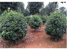 瀏陽(yáng)柏湖苗木專業(yè)合作社產(chǎn)品展示