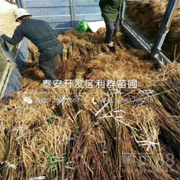 【新梨7號(hào)梨苗批發(fā)基地、新梨7號(hào)梨苗多少錢一棵】-