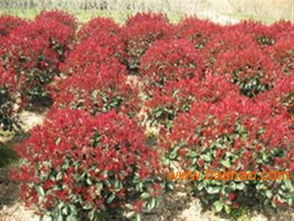 速生紫薇圖片 鴻林苗木 速生紫薇樹苗,速生紫薇圖片 鴻林苗木 速生紫薇樹苗生產廠家,速生紫薇圖片 鴻林苗木 速生紫薇樹苗價格