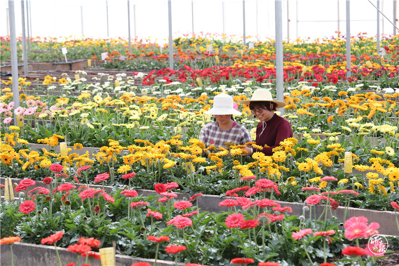 云南鮮花產(chǎn)業(yè) 高原特色現(xiàn)代農(nóng)業(yè)的典范