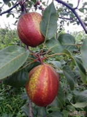 黃金梨苗種植與管理指南 栽種時(shí)間、水肥控制與生長(zhǎng)表現(xiàn)