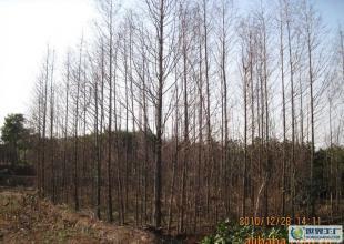 合肥優(yōu)質(zhì)水杉苗木供應(yīng)，綠化工程優(yōu)選，規(guī)格齊全直達(dá)世界工廠網(wǎng)