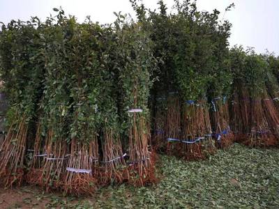 山東育苗基地遭竊，新疆杏李品種“恐龍蛋”市場(chǎng)熱度再引關(guān)注