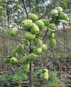 河?xùn)|區(qū)天繪苗木花卉繁育場(chǎng) 專業(yè)供應(yīng)精品盆景與優(yōu)質(zhì)果樹(shù)種苗