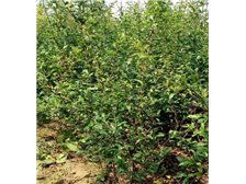 吳中區(qū)東山石井灣苗木場(chǎng)產(chǎn)品展示 花木蔥蘢，匠心培育