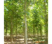 軒都苗木基地直銷優(yōu)質(zhì)馬褂木（鵝掌楸）樹(shù)苗，量大優(yōu)惠，綠化優(yōu)選