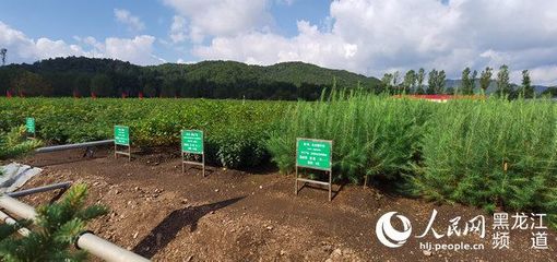 黑龍江省林草局召開現(xiàn)場推進會 以花卉種植為支點，撬動產業(yè)興、職工富、生態(tài)美的新型林場建設
