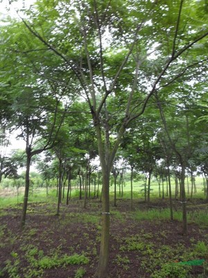 浙江省嵊州市常來客苗木園 花卉種植的綠色生態(tài)典范