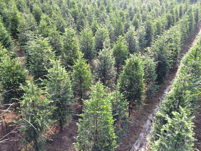 紅豆杉價格與高清細節(jié)圖鑒賞——東安縣恒信苗木種植農民專業(yè)合作社專業(yè)解析