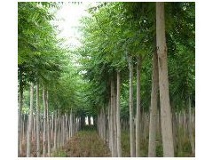 優(yōu)質平頭白蠟苗木供應 10公分粗、2年冒、冠幅3米、樹干筆直