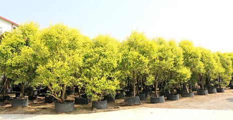 行情回暖，機遇與挑戰(zhàn)并存——深度解析苗木市場新趨勢與苗圃發(fā)展策略