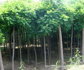8公分香花槐苗木供應指南 價格行情與優(yōu)質廠家推薦